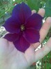 clematis