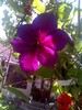 clematis2