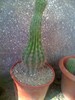 cactusss