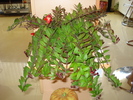AESCHINANTHUS DIN NOU CU BOBOCEI