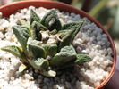 Ariocarpus fissuratus var. bravoanus