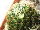 Mammillaria camptotricha marnier-lapostollei