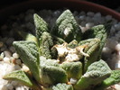 Ariocarpus fissuratus var. bravoanus