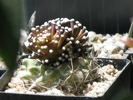 Mammillaria luethy