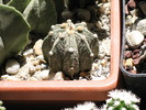 ASTROPHYTUM HYBRID
