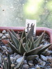 ariocarpus trigonus