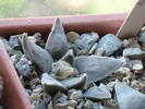 ariocarpus retusus