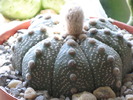 Astrophytum asterias