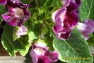 flori-08 003