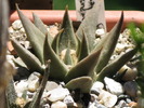 ariocarpus trigonus