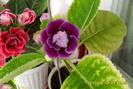 flori-08 002