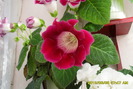 flori-08 004