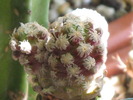 Mammillaria theresae
