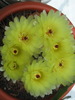 Notocactus schlosseri