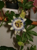 passiflora caerulea (1iun 2010)
