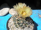 Coryphantha scherii - 08.06