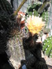 Echinopsis X Lobivia (Monck) - 08.06