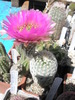 Echinocereus pectinatus de la Teo - 08.06