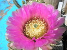 Echinocereus pectinatus (Teo) - floare