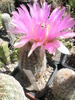 Echinocereus pectinatus ( Obor) - 08.06