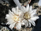 Gymnocalycium - flori