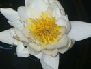 nufar