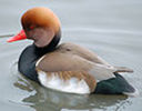 Rata Pochard - cu ciuf