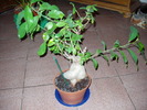 bonsai1 2010
