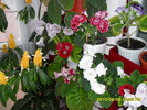 flori-09 001
