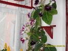 flori-09 002