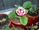 flori-09 003