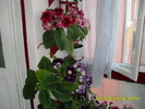 flori-09 004
