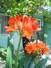 clivia
