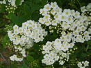 spiraea