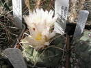 Thelocactus hexadroforus v. lloydii - 09.06