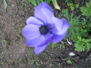 anemone