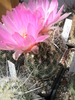 Thelocactus bicolor v. schwartzii - 09.06