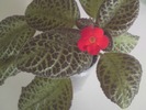 Episcia Silver Fog