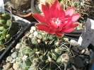 Gymnocalycium cu flori grena - 10.06