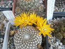 Sulcorebutia arenacea - 10.06