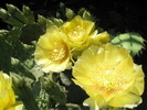 Opuntia de exterior - flori 1
