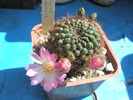 Sulcorebutia pulchra - 10 06