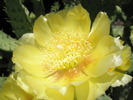 Opuntia macrorhiza hb. - floare