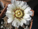 Gymnocalycium vatterii - floare