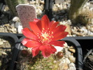 Rebutia fiebrigii - floare