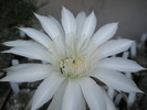 Echinopsis - floare