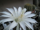 Echinopsis floare - pistil