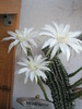 Echinopsis mamilosa - 10.06