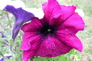 P1050661