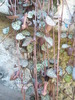 Ceropegia woodii - 08.06